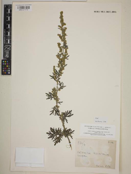 Artemisia absinthium L. - BM013414191