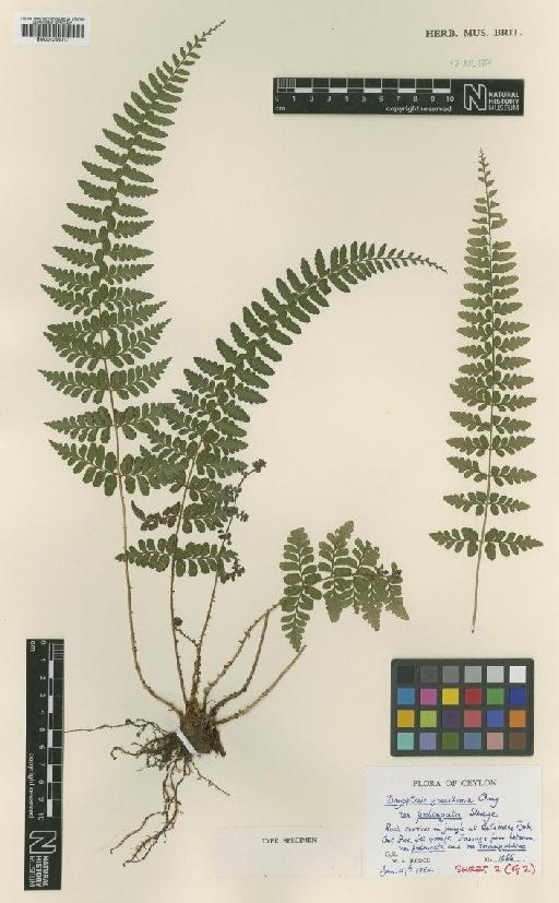 Dryopteris deparioides subsp. gracillima (Ching) Fraser-Jenk. - BM001066017