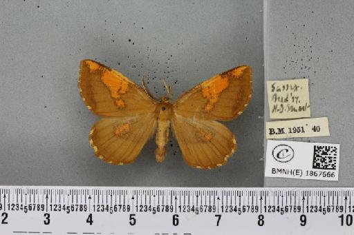 Angerona prunaria ab. smartaria Williams, 1947 - BMNHE_1867666_439922