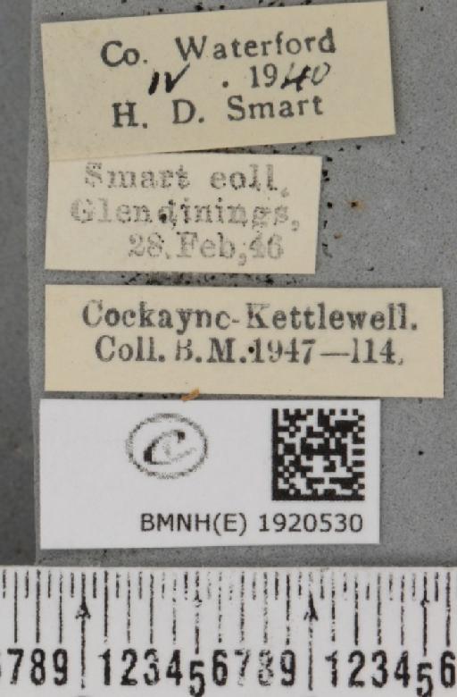 Ematurga atomaria (Linnaeus, 1758) - BMNHE_1920530_label_486406