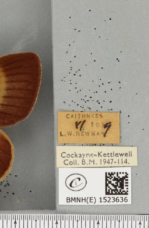 Lasiocampa quercus callunae ab. poveyi Smith, 1954 - BMNHE_1523636_label_193470