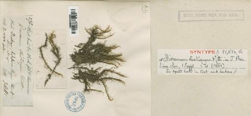 Dicranodontium didictyon (Mitt.) A.Jaeger - BM000866640 (2)