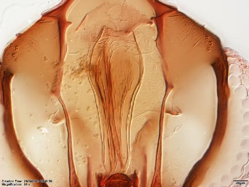 Lutzomyia (Psathyromyia) dasymera Fairchild & Hertig, 1961 - Lutzomyia_dasymera-BMNH(E)1251324_PT-female_pharynx-20x.tif