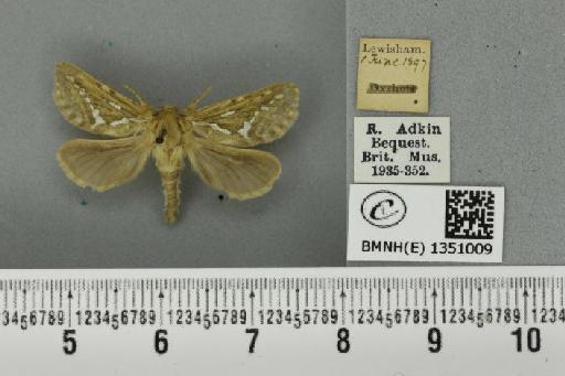 Korscheltellus lupulina (Linnaeus, 1758) - BMNHE_1351009_186401