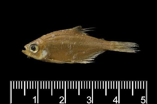 Hyphessobrycon compressus (Meek, 1904) - BMNH 1905.12.6.4-5, SYNTYPE, Hyphessobrycon compressus a