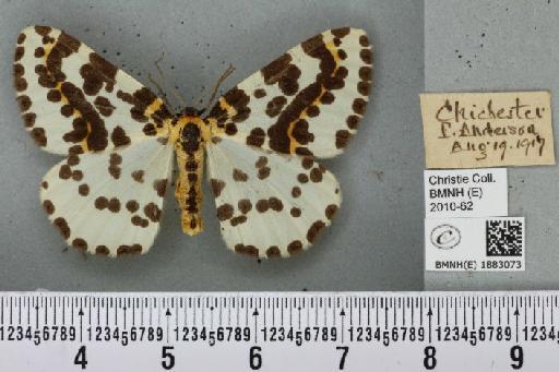 Abraxas grossulariata (Linnaeus, 1758) - BMNHE_1883073_439122