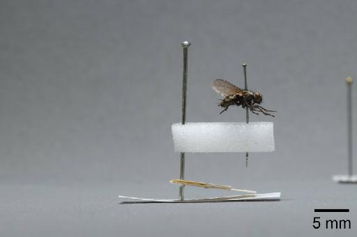 Sarcophaga (Myorhina) nigriventris Meigen, 1826 - 015092277_lateral