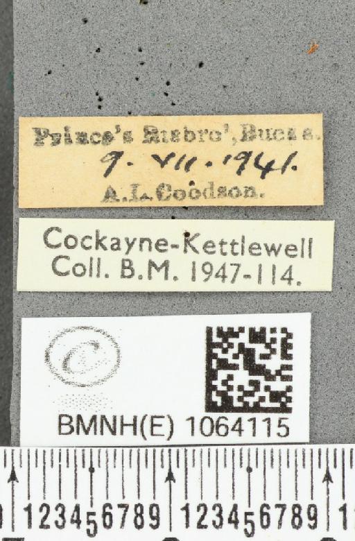 Coenonympha pamphilus ab. partimtransformis Leeds, 1950 - BMNHE_1064115_label_25279