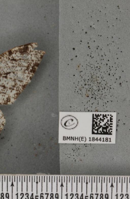 Biston betularia (Linnaeus, 1758) - BMNHE_1844181_label_434625
