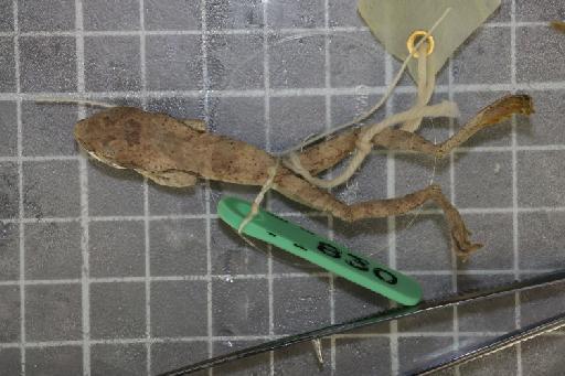 Rhacophorus turpes - Image of specimen 1974.828-832\1974.830