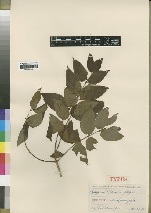 Rytigynia lebrunii Robyns - BM000903260