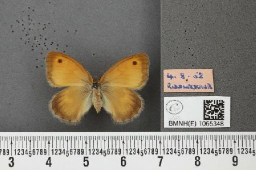 Coenonympha pamphilus ab. latiora Leeds, 1950 - BMNHE_1065348_26569