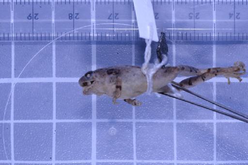 Nanohyla annamensis - Image of specimen 1947.2.11.62