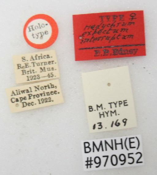 Hedychrum exspectatum var. interruptum Edney, 1940 - Hedychrum_expectum_var_interruptum-BMNH(E)#970952_type-labels