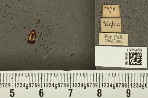 Galerucinae Latreille, 1802 - BMNHE_1339453_21932
