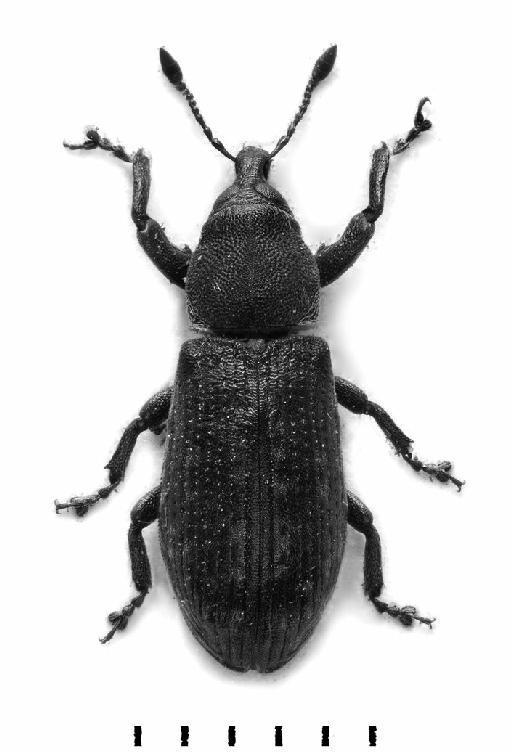 Carcilia strigicollis Roelofs, 1874 - Carcilia strigicollis-BMNH(E)1237667-dorsal mono
