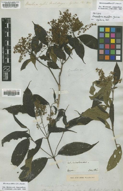 Miconia pusilliflora (DC.) Naudin - BM000047437