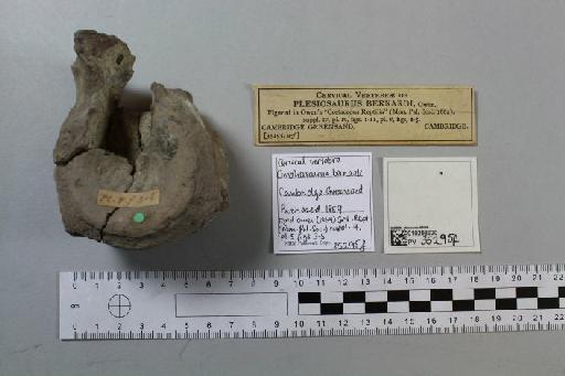 Cimoliasaurus bernardi (Owen, 1850) - 010298630_L010221844