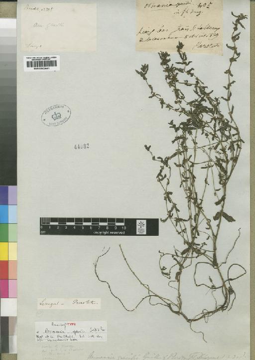 Ammannia gracilis Guill. & Perr. - BM000902441