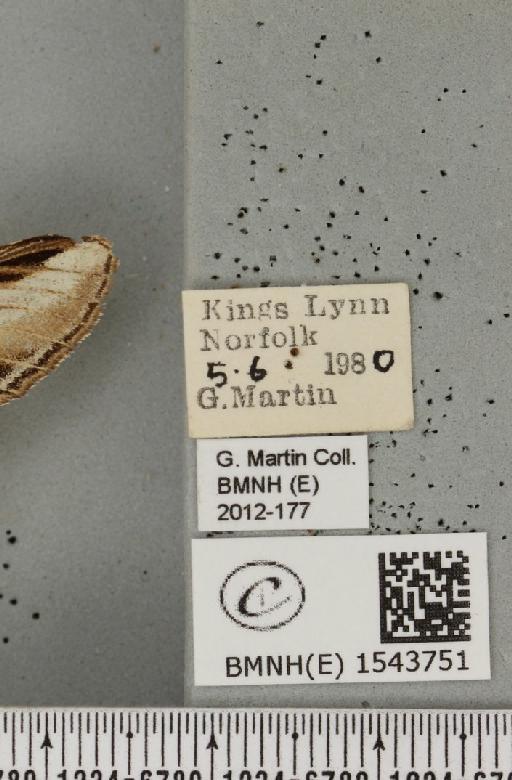 Pheosia tremula (Clerck, 1759) - BMNHE_1543751_label_245830