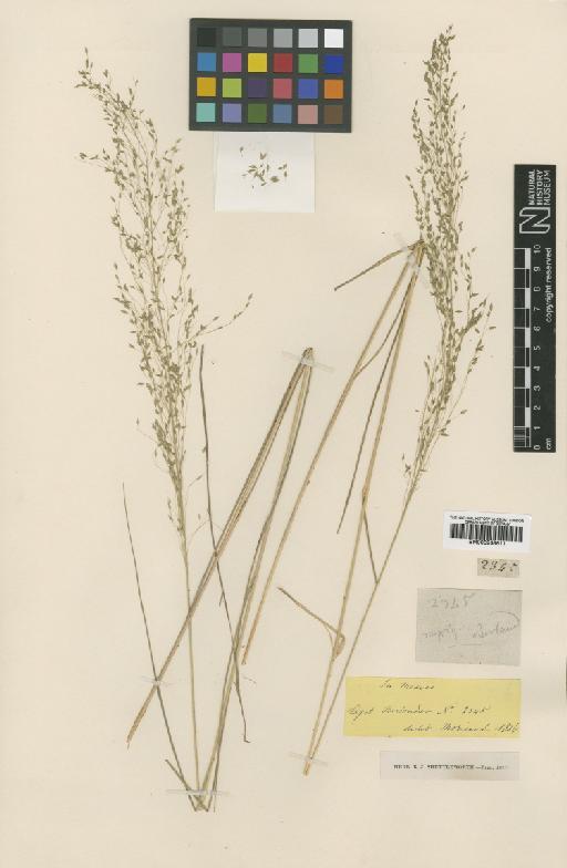 Eragrostis palmeri S.Watson - BM000938611