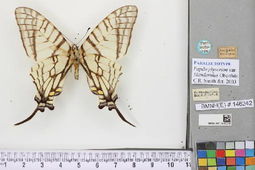 Graphium (Pazala) mandarinus mandarinus Oberthür, 1879 - NHMUK010430235_Papilio (Graphium)_glycerion_mandarinus_Oberthur_PLT_Male (2)