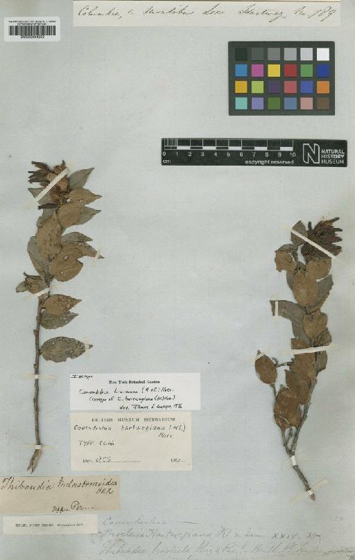 Cavendishia bracteata (Ruiz & Pav. ex J.St.-Hil.) Hoerold - BM000993602