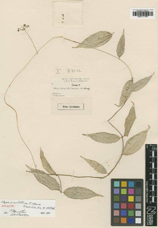 Hoya pusilliflora S.Moore - BM001014237