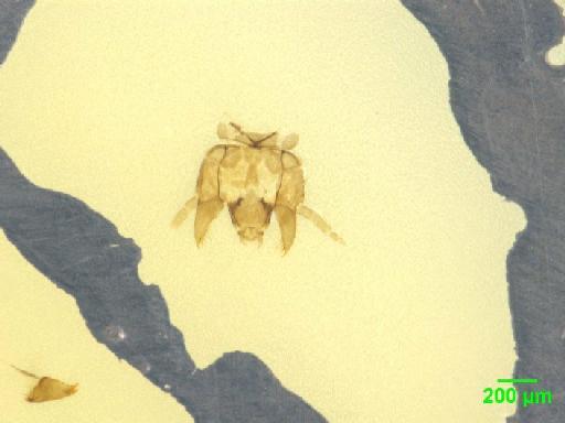 Scaphidiinae Latreille, 1806 - 010189089__