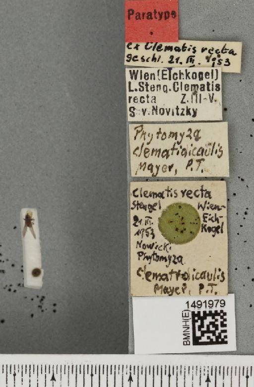 Phytomyza clematidicaulis Hering, 1958 - BMNHE_1491979_label_53679