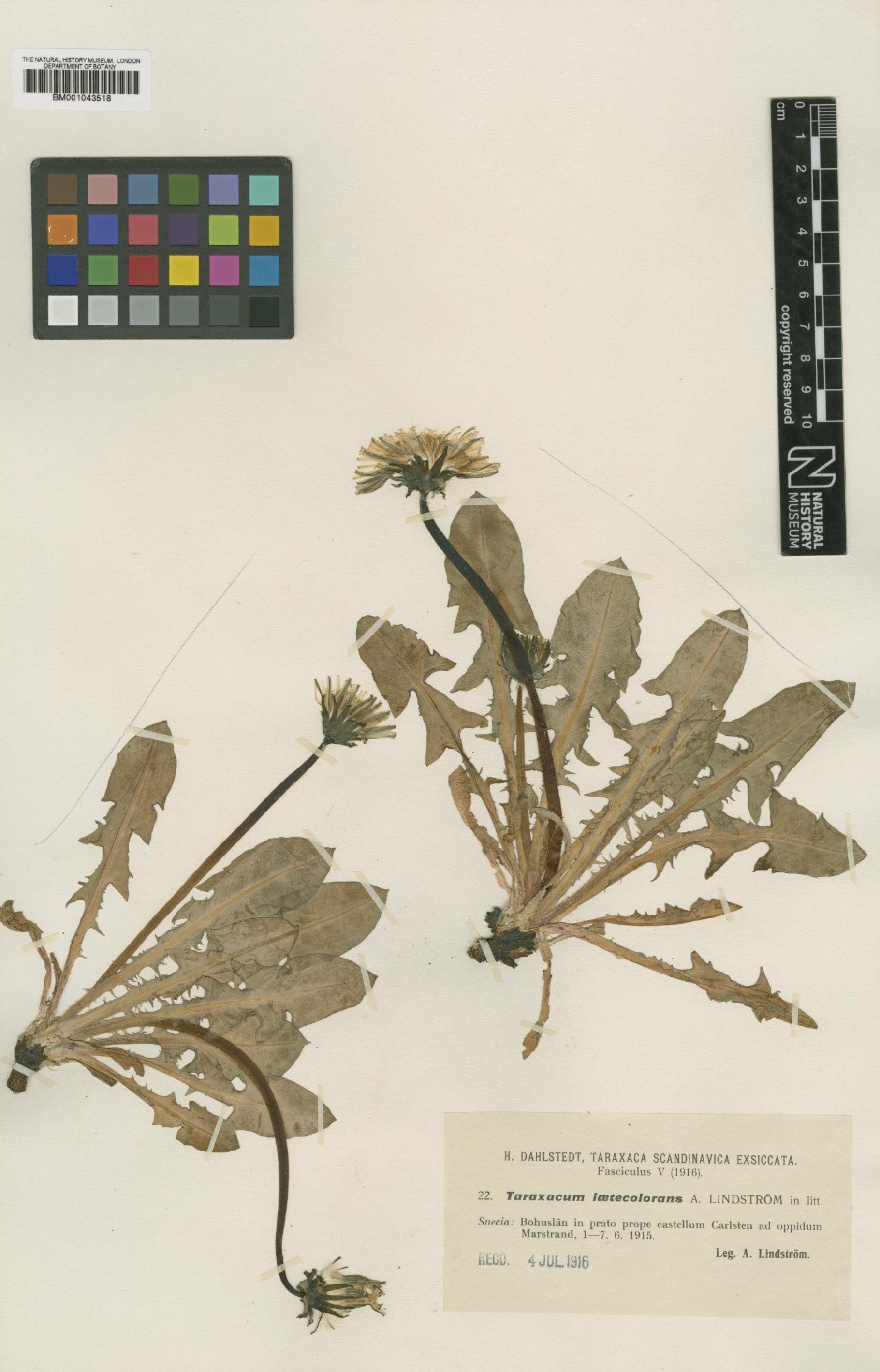 To NHMUK collection (Taraxacum lucidum Dahlst; Type; NHMUK:ecatalogue:1999295)