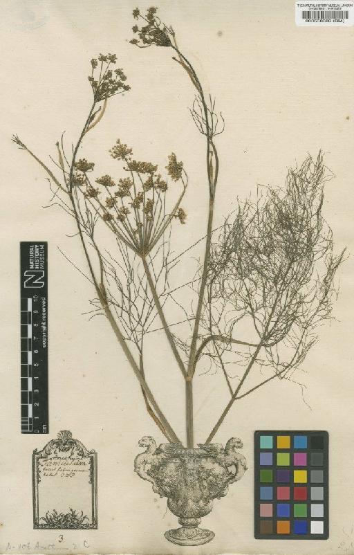 Anethum foeniculum L. - BM000558383