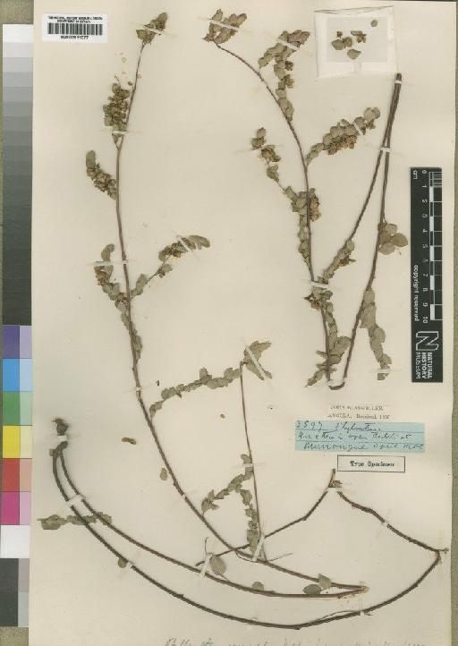 Phyllanthus oxycoccifolius Hutch - BM000911077