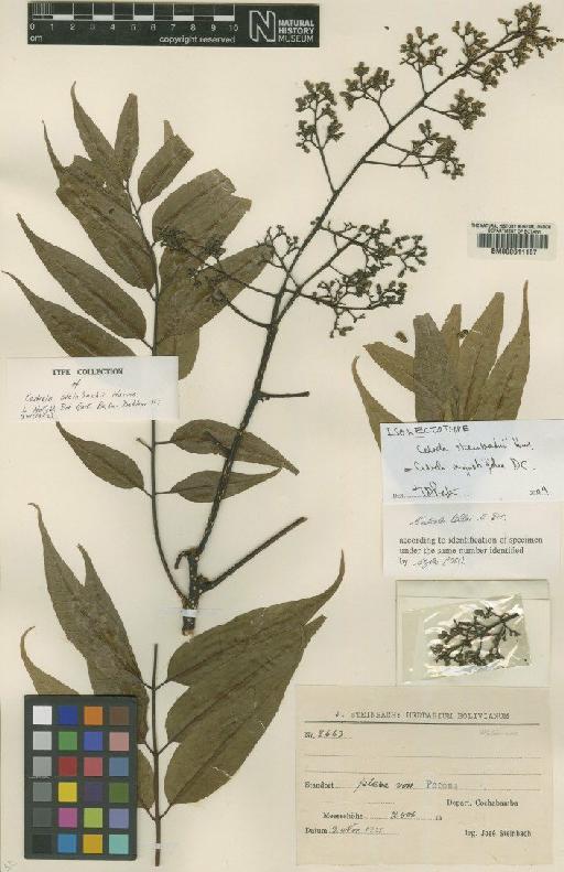 Cedrela angustifolia Sessé & Moc. ex DC. - BM000611167