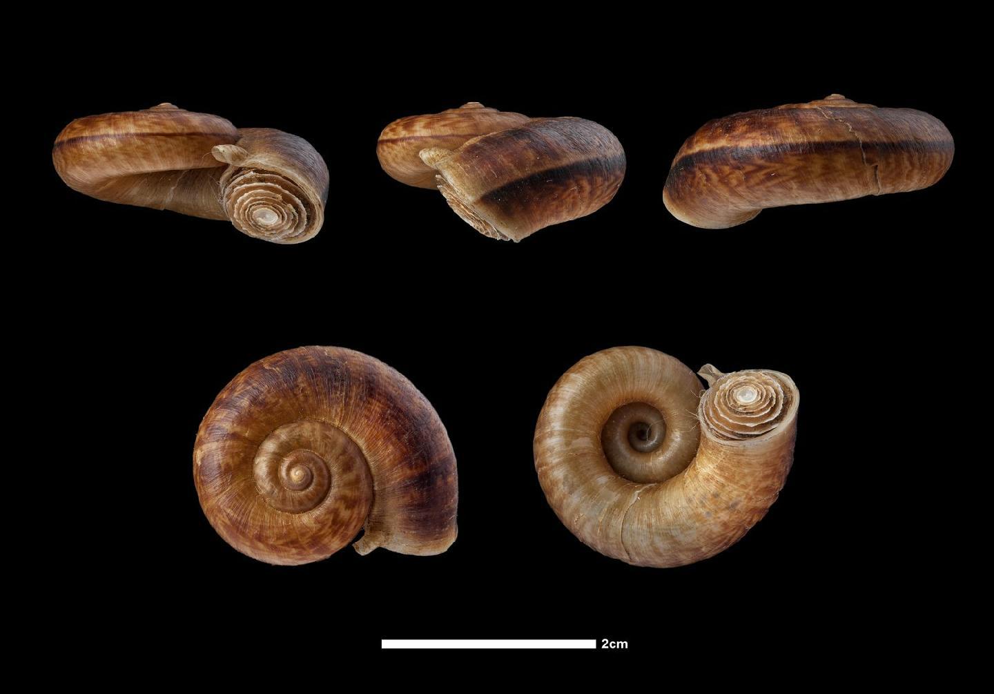 To NHMUK collection (Rhiostoma abletti Thach, 2016; HOLOTYPE; NHMUK:ecatalogue:6611868)