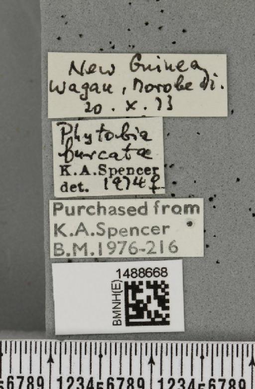 Phytobia furcata (Sasakawa, 1963) - BMNHE_1488668_label_52515
