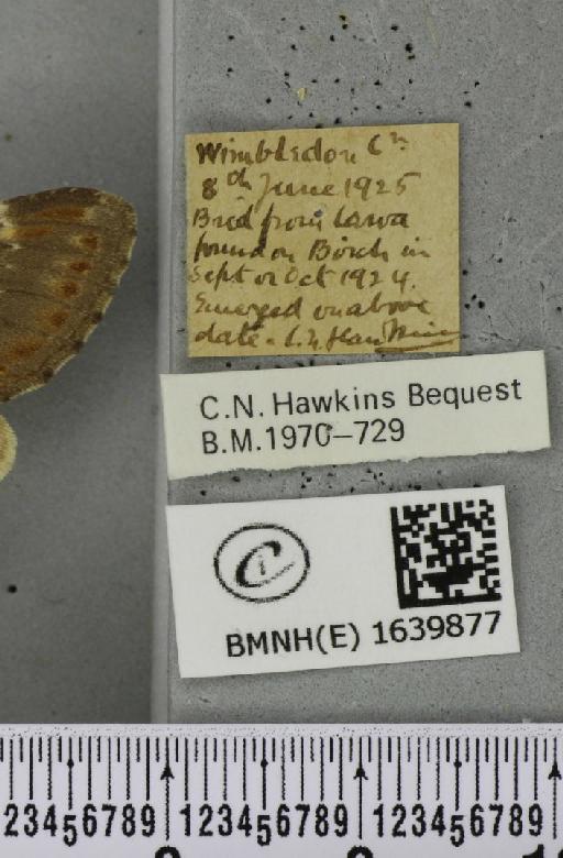 Notodonta dromedarius (Linnaeus, 1758) - BMNHE_1639877_label_207783