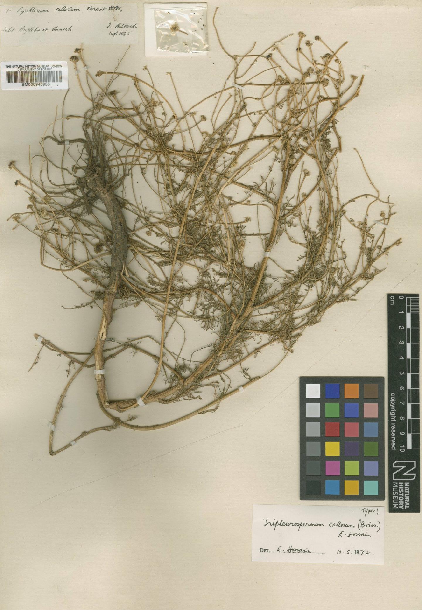 To NHMUK collection (Tripleurospermum callosum (Boiss. & Heldr.) E.Hossain; Type; NHMUK:ecatalogue:473934)