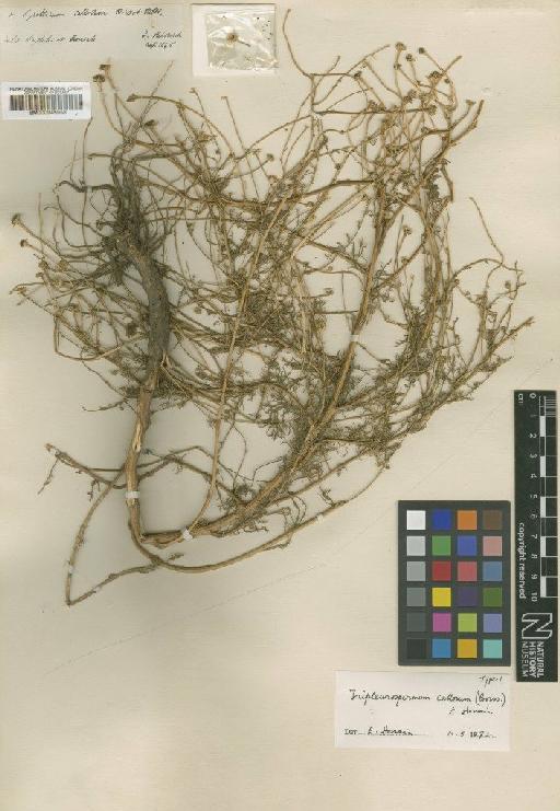 Tripleurospermum callosum (Boiss. & Heldr.) E.Hossain - BM000945958