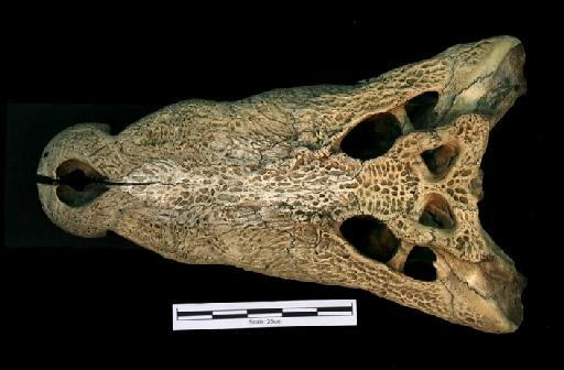 Crocodylus porosus - ED_C_porosus_65.8.22.1(cran)