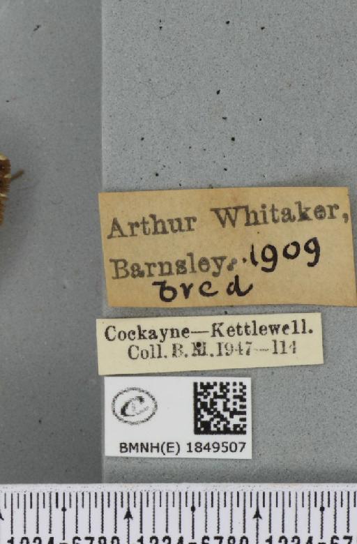 Abraxas grossulariata ab. nigrofasciata Raynor, 1909 - BMNHE_1849507_label_414350