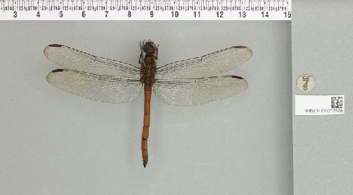Lathrecista asiatica (Fabricius, 1798) - 011252888_reverse_2