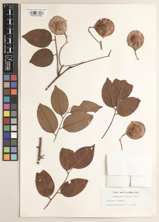 Pterocarpus indicus f. indicus - BM013406692