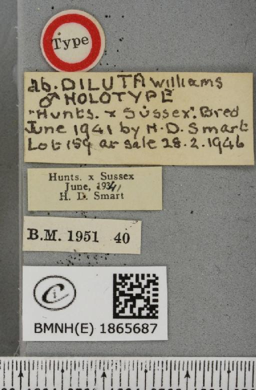 Angerona prunaria ab. diluta Williams, 1947 - BMNHE_1865687_label_430993