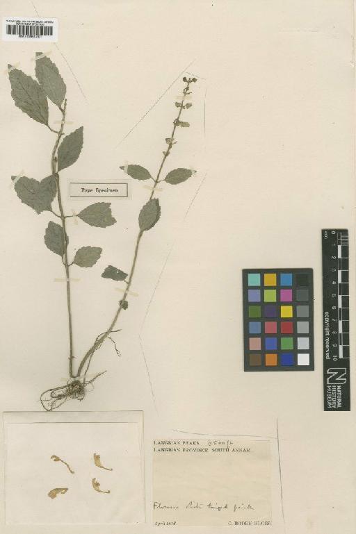 Scutellaria langbianensis Wernham - BM000950451