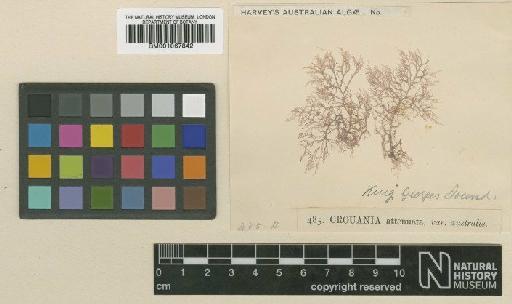 Ptilocladia australis Harv. - BM001067842