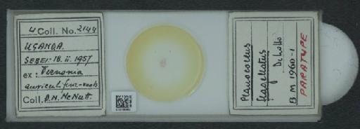 Planococcus flagellatus De Lotto, 1961 - 010166950_117336_1101310