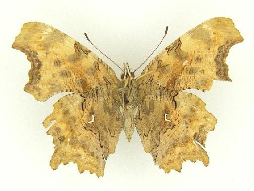 Polygonia cognata Moore - Polygonia cognata Moore type fermale underside