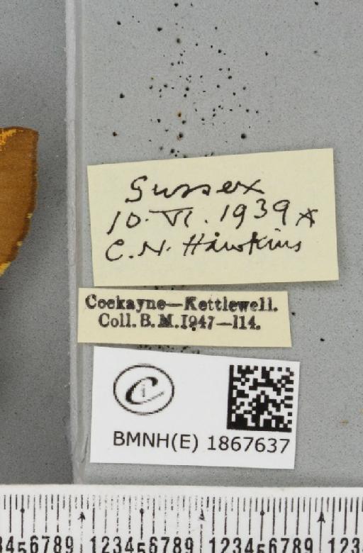 Angerona prunaria ab. smartaria Williams, 1947 - BMNHE_1867637_label_439893