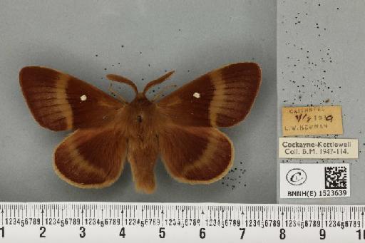 Lasiocampa quercus callunae ab. poveyi Smith, 1954 - BMNHE_1523639_193473